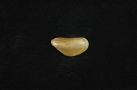 藏品(河殼菜蛤(沼蛤))的圖片